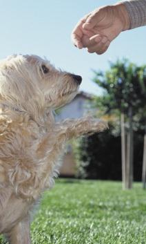 net Uppge: Namn, ålder, telefonnummer, e-postadress, och om du tar med dig hund eller vill låna hund av oss. Kontakt och information: Sofia Ekberg - tina.ekberg@bredband.