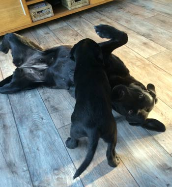 150331: Axa behöver lite extra i maten för att det ska gå i. Positivt. Det kan vara att de mår illa i vecka 3-5. 150320: Idag ringde Nils och berättade att Winnie var ultraljudad hon hade fyra st.