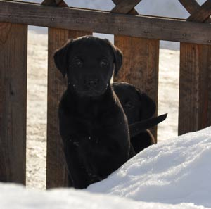 Bea kikar över snöhögen och Barney står bakom. 150212: En vecka kvar innan Barney flyttar. 8 veckor har gått otroligt fort. Så lätt med bara två valpar.