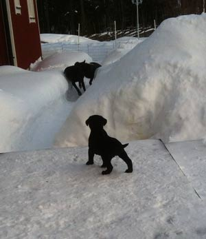 Bea håller utkik på Grynet & Axa som busar. Barney & mamma grynet myser *150202 FLAT:Igår söndag var Nils och Winnie och hälsade på hos Sune & Eva. Det blev parning med Eddie.