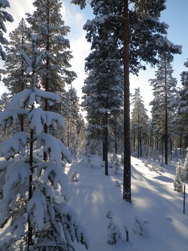 Uppföljning av våtmarker på Storblaiken, tillsammans med Amalina för Blaikenvind AB. Inventering av skogsområden i anslutning till Arkösund.