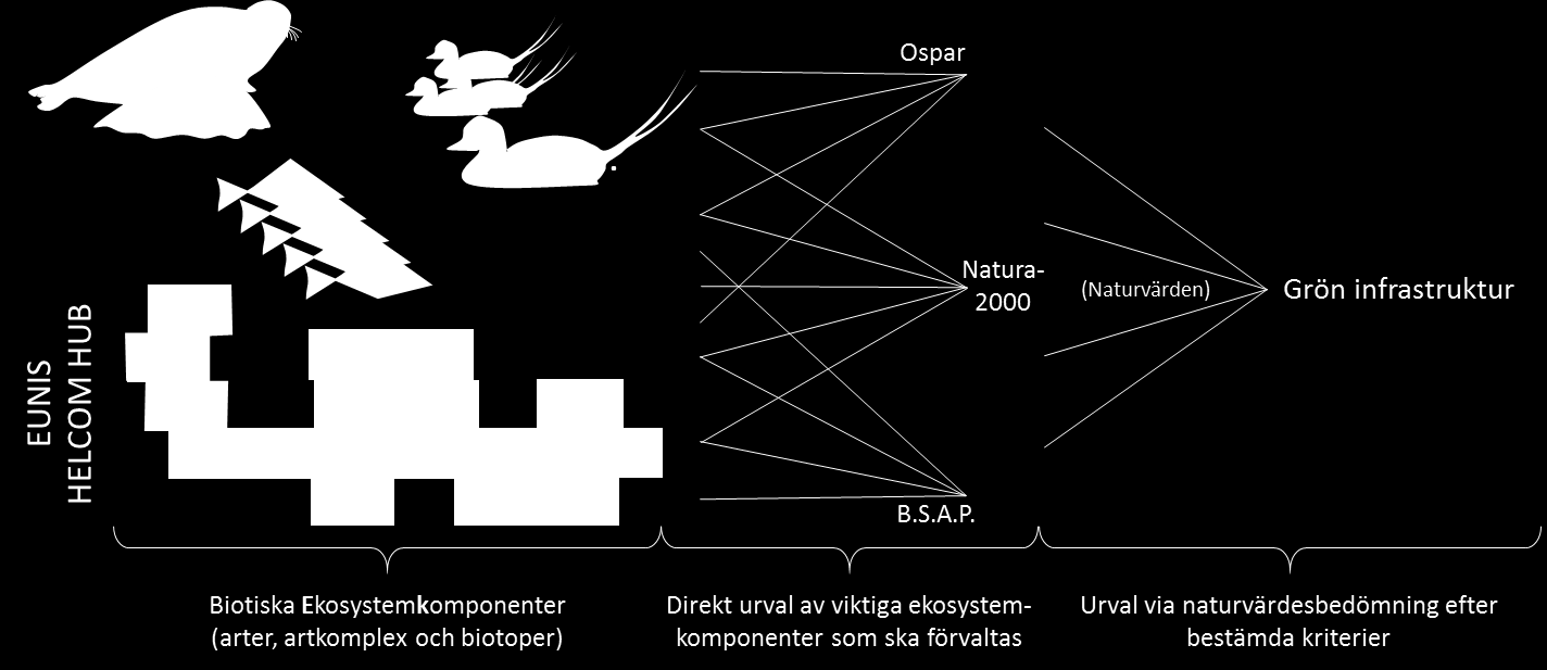 AquaBiota Report 2015:05 ekosystemkomponenter för att möta behoven inom olika typer av marin planering och förvaltning (Figur 1).