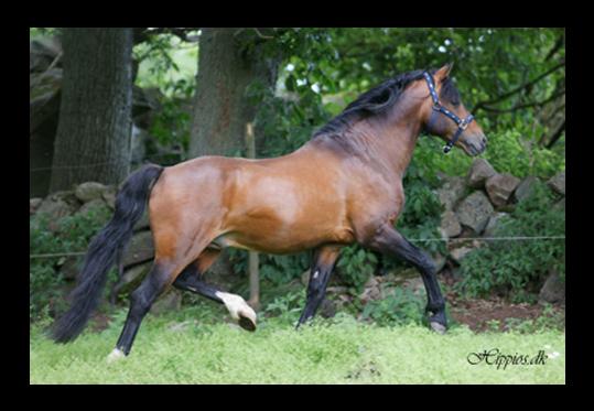 Katric Capers Has competed in high classes in dressage 2 x Supreme Champion and Pony of the Year 1998