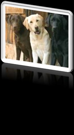 MICROSOFT LYNC,
