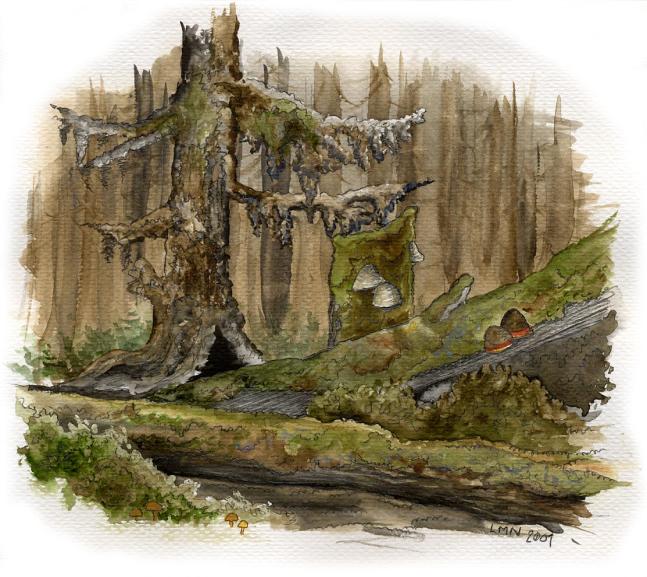 ÖJEN Öjens gammelskog är ett för Västra Finland exceptionellt stort gammelskogsområde. Största delen av skogen består av gammal grandominerad barrskog, som ställvis är försumpad.