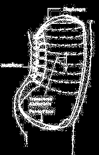 Lumbal bäckenstabilitet och Inre obliquerna Multifiderna Tranverse abdominis (inner unit) Separat neurologisk kontroll (rectus