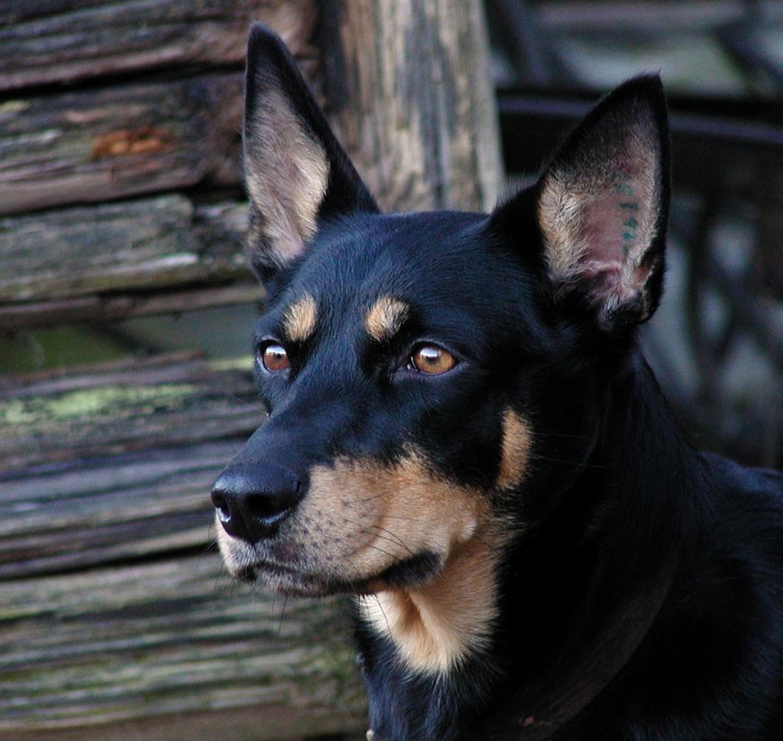 Working Kelpie Mästerskaps regler 2015 Denna regelbok kommer att utvärderas efter 2015 års mästerskap Allmänna bestämmelser.