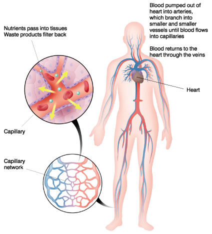 Ett nätverk av kapillärirer löper nära cellerna i varje del av kroppen.