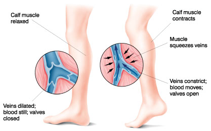 Muskelsammandragningar trycker ihop venerna och pumpar på så sätt blod upp genom benets vener till hjärtat. Klaffarna medger endast flöde i riktning mot hjärtat.