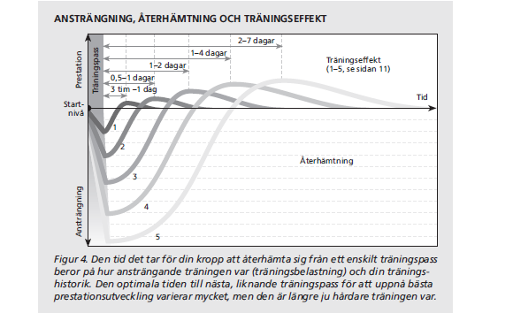 19 Under träning minskar prestationsnivåerna tillfälligt, men de ökar igen under återhämtningen.