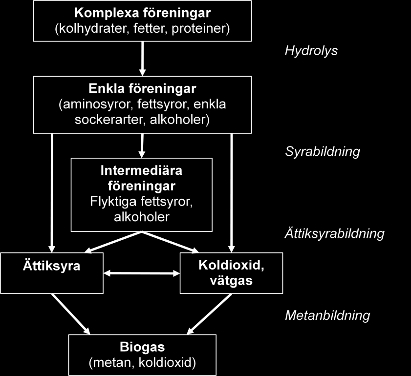 Figur 3.1.Biogasprocessen. Bilden är omgjord från Jarvis & Schnürer (2009). 3.1 Produkter I rötningsprocessen bildas två produkter; biogas och det icke nedbrutna materialet som blir över och kan användas som biogödsel.