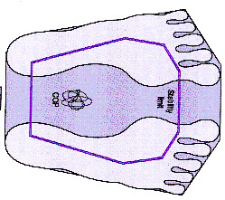 The line through CoM (center of mass) to the floor Stability limits CoP BoS CoP around 2-4 cm