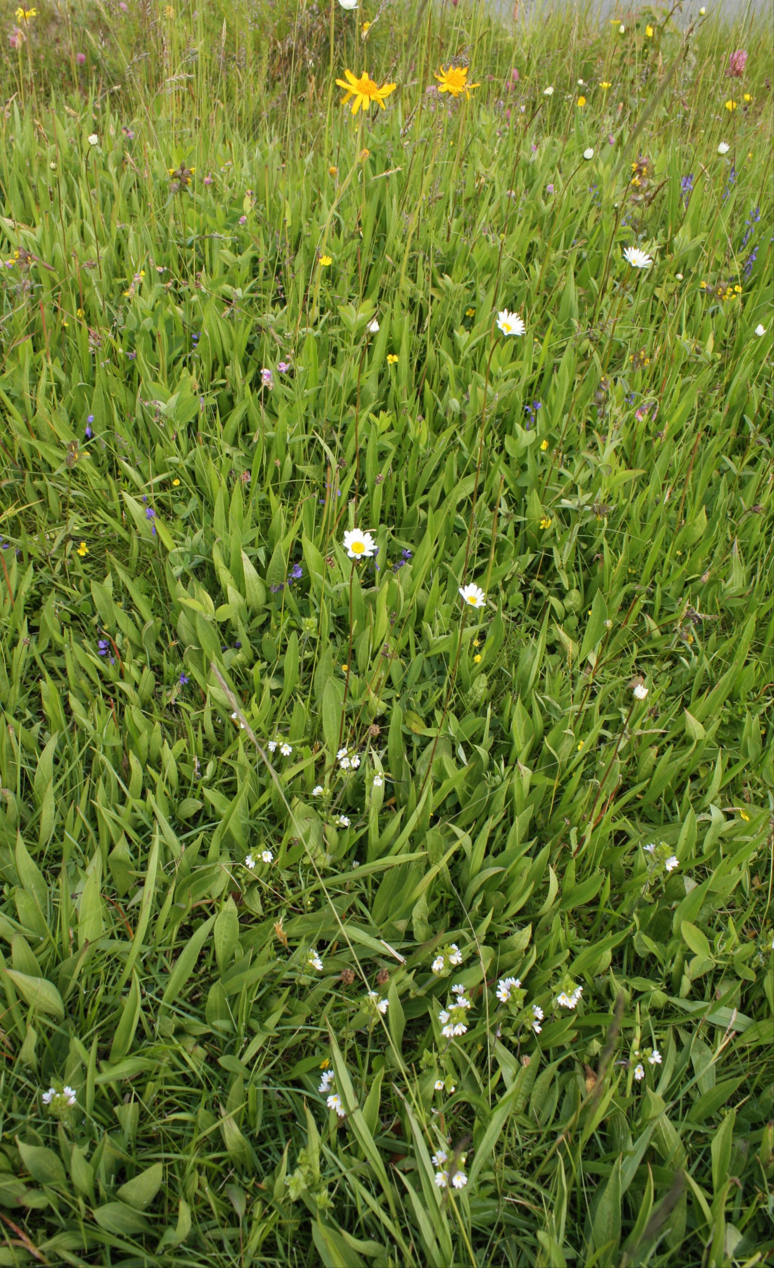 Så det är nästan svårt att förstå att det funnits en så rik flora precis runt hörnet från oss alla. Det går att vända utvecklingen igen, om man jobbar uthålligt och noggrant under många år.