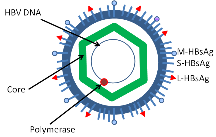 baserat på DNA sekvensering och 8 genotyper, A till H, förekommer. Alla genotyper har en speciell geografisk distribution.