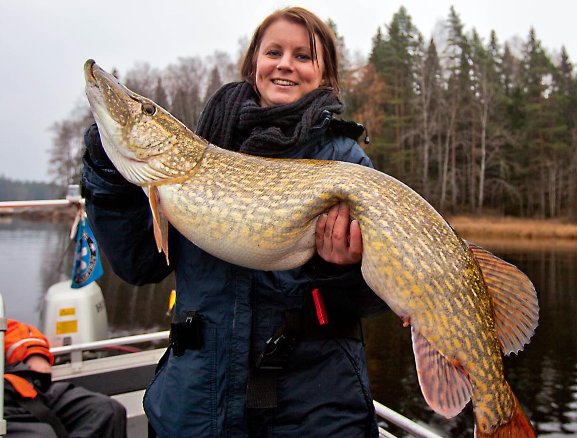 Fisketurism Nedre Dalälven Projektet har arbetat målmedvetet för bättre hållbarhet och kvalitet i fisket.