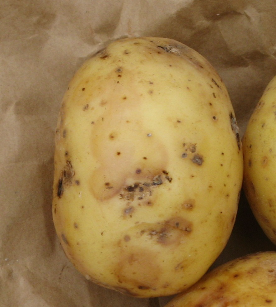 Upptorkning Grogrunden för det som försämrar skalkvaliteten på potatis, och som oftast går under benämningen skalmissfärgning, utvecklas i lagret.