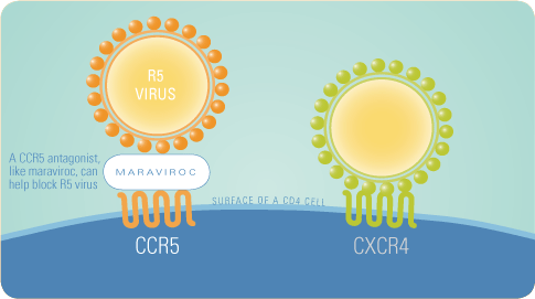 HIV hämma fusion Maraviroc (Selzentry ) Binder till virusproteinet gp120 fö rhindrar bindning till coreceptorn CCR5, vilket gör att fusionen mellan virus och cellmembran hindras HIV kan dock även