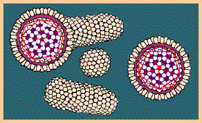 Hepadnavirus DNA-virus ss/ds med kubisk kapsid och hölje Genus Typ Orthohepadna Hepatit B Sjukdom Leversjkd Enzym DNApolymeras Hepatit B hämma DNA syntes Nukleosidanaloger, t.ex.