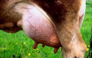 MASTIT Vad är mastit? Kornas juverhälsa är väldigt viktig för mjölkens slutgiltiga kvalitet. Mastit är en inflammation i juvret hos kor (som mjölkstockning hos ammande mammor).