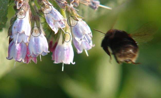 Konkurrens om nektar och pollen Slåttehumle har lång tunga som gör det möjligt att utnyttja ärtväxter (N-rikt pollen) Registret av näringsväxter är ändå brett och därför är konkurrenstrycket