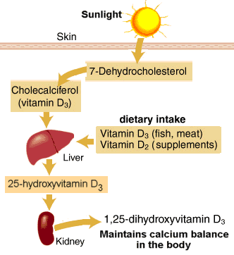 Kunskap om Vitamin D Vitamin