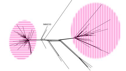 5-1,2-2,36-2; F5-8; ST-23 Oxford (cc23); University 2-55; 25; 22 1995-2012 (n=185) Subtype 1 2006-2012 Subtype 2 1995-2012 Strain type YIII Strain P1.5-1,2-2,36-2; type YI F5-8; ST-23 (cc23); P1.