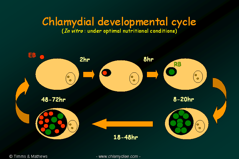 Chlamydia