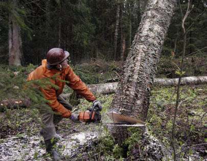 del prismässigt. Rysk massaved är klart dyrare än finsk. Under årets tre första månader var priset på björkmassaved vid gränsen 55,53 euro/m 3.