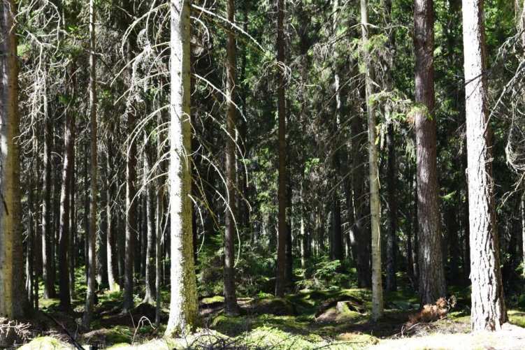 Energideklaration Har ej utförts. Fastighetsbildning Eventuella fastighetsbildningskostnader står köparen för.