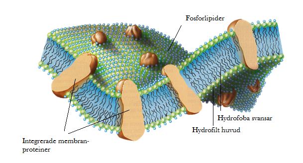 2.1.2.1 PLASMAMEMBRAN Membranet runt en bakterie formas av ett komplext nätverk av lipider och proteiner. De bildar tillsammans ett trögflytande semipermeabelt 1 hölje som omsluter bakteriecellen.