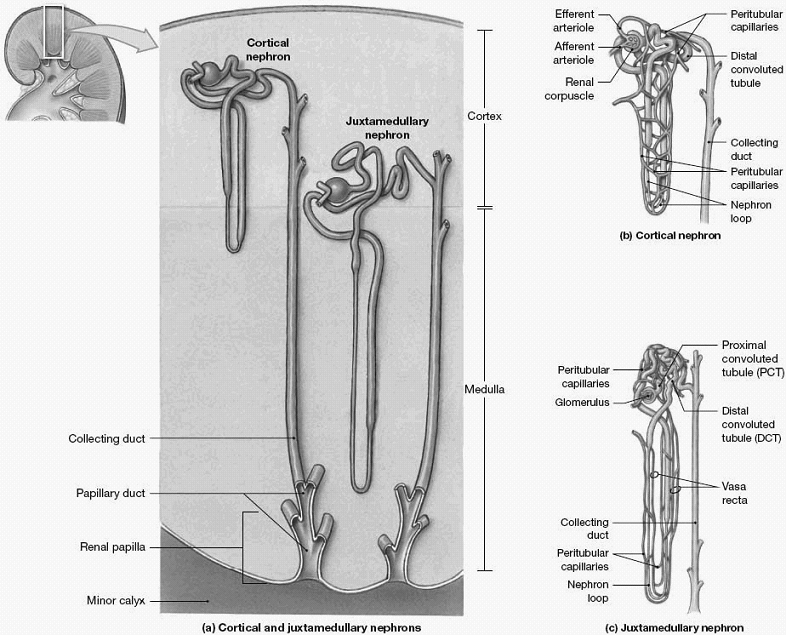 Glomerulusfiltration n Primärurinen (180 l/dygn) bildas genom filtration av njurartär-blodet i glomerulus. n Drivkraften är glomerulustrycket.