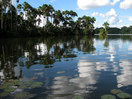 TAMBOPATA NATUR RESERVAT, 4 DAGARS TUR För den som har ganska kort tid men ändå vill uppleva Amazonas mäktiga djur och naturliv är denna tur alldeles utmärkt.