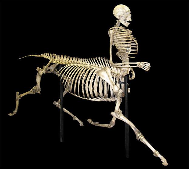 Vi tillhör riket Craniata vertebrater och innefattar