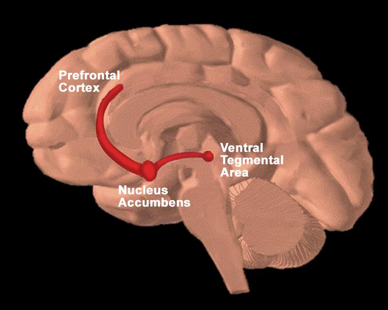 Hjärnans belöningssystem (mesokortikolimbiska dopaminsystemet) Aktiveras av mat- och vattenintag sex fysisk