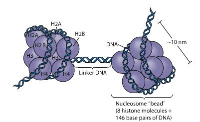 Packning av DNA i eukaryot cellkärna Nukleosom Histoner