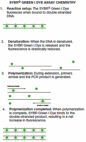 SYBR Green I SYBR Green I är en färg som binder till minorgroove i DNA-molekylens α-helix. Endast SYBR Green I som är bundet till templat avger emissionsenergi efter att den har exciteras.