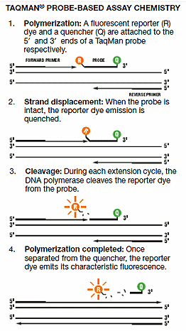 polymerasets 5 -exonukleasaktivitet vilket resulterar till försämrad aktivitet hos hybridiseringsproben och reportern skiljs från quenchern.