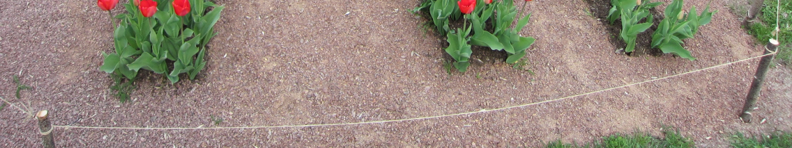 NYHETSBREV ÅLAND 04/2011 Info för styrelseaktiva Höstens regionträffar Det är ett tag sedan nu som våra tulpanplanteringar blommade fint runtom i landskapet.