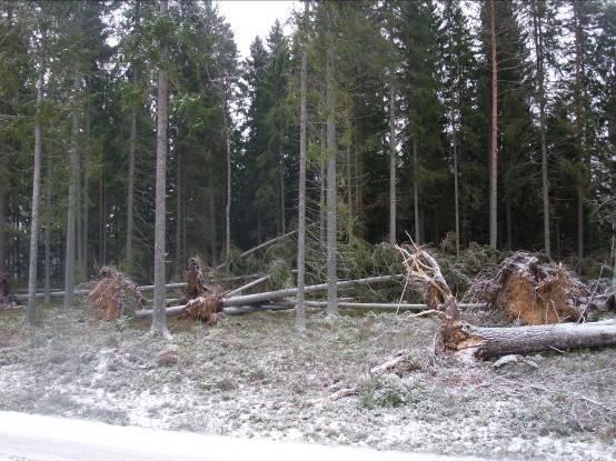 Ett återkommande problem är omfattande trädfällning (se figur 2). Det moderna skogsbruket har utvecklats på ett sätt som gjort det sårbart vid stormar.
