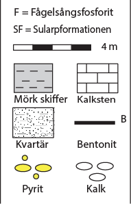 Pyritisk fosforit (6,30 6,48 m); mörkgrå till gråsvart finkornig skiffer dominerad av stora pyritlinser (Fig. 8A). Almelundskiffer (6,48 48,76 m) Mörk skiffer.