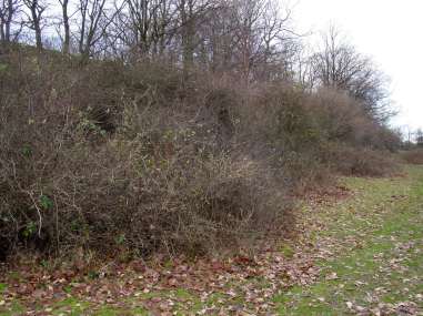 Skogsskötsel och landskapsvård En hasselmusvänlig skogsskötsel och landskapsvård kännetecknas av att i möjligaste mån sträva efter variation och heterogenitet både i skogsmark och i allehanda