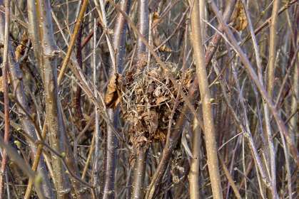 Vik i Simrishamns kommun Hasselkratt i slänt av landborgen norr om fiskeläget Vik på Österlen. Ofta sommarbon i hassel (Corylus avellana).