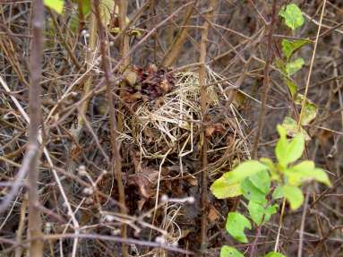 Nygård, Rörum den 5 november 2002. Dessa levande hägn av slyrika stengärden utgör viktiga förbindelseleder mellan lokaler och sörjer för genutbyte av individer.