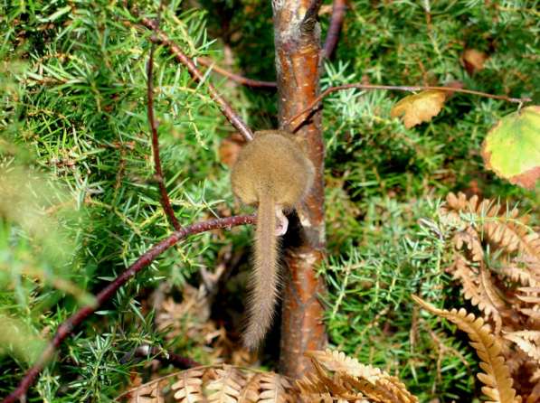 Ringamåla socken den 1oktober 2003. Präktigt yngelbo i ek (Quercus robur) i den starkt sluttande marken. Foto:. Ringamåla socken den 1 oktober 2003.