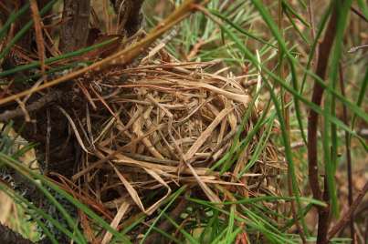 Kindsboda hållplats, Västra Götalands län, Tranemo kommun Kindsboda hållplats den 7 november 2006. Slyrik järnvägsvall i Tranemo kommun med frodig högörtsvegetation och videsnår (Salix sp.