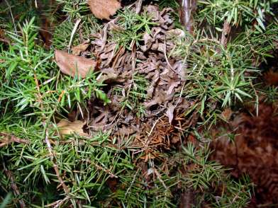 Sommens ostspets, Kinda kommun SO Fällorna, Sommen den 29 oktober 2003. Sjön Sommens ostvik med lövrikt strandparti och enbuskar (Juniperus communis) av rätt storlek och struktur för bobygge.