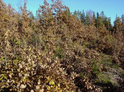 DALSLAND Martas bäck, Kroppefjäll, Västra Götalands län, Vänersborgs kommun Martas bäck, Kroppefjäll den 11 oktober 1981.