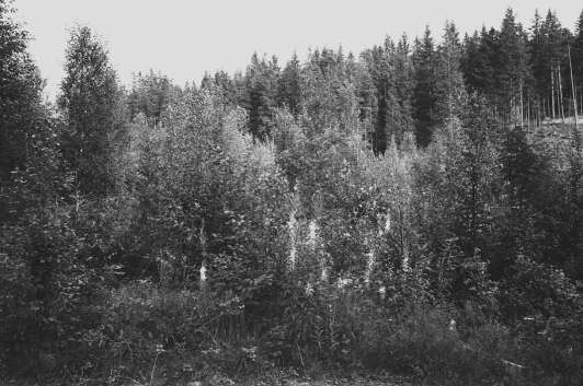 NÄRKE St. Sirsjön, Trollkarlsklint, Örebro län, Lekebergs kommun St. Sirsjön, Trollkarlsklint den 21 augusti 1978.