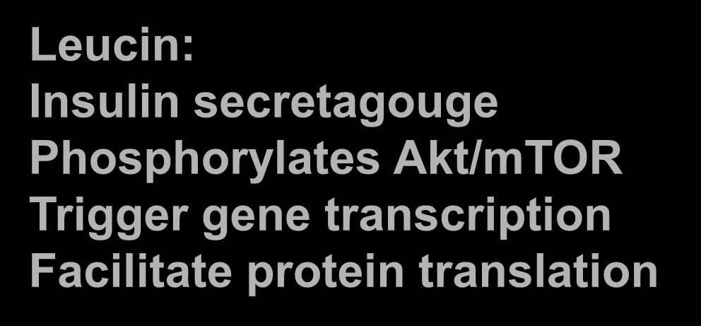 Leucintillförsel ökar muskelbildning hos äldre 20 friska män, 70 år, BMI 25. Proteindryck med/utan leucin. Leucinkonc fördubblades i beh-gruppen.