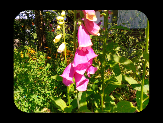 Daglilja (hemeocallis) Dagliljor är ett släkte grästrädsväxter. Släktet har cirka 15 arter från Asien. Blomfärgen varierar från blekt gul till orange eller röd.